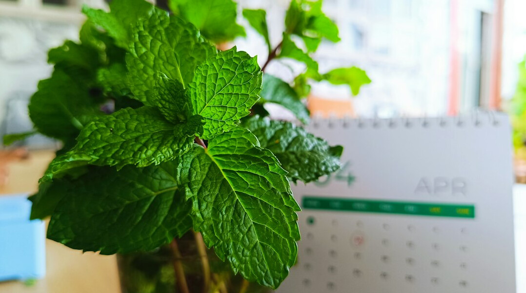 Open notebook with a pen and a small plant on a desk